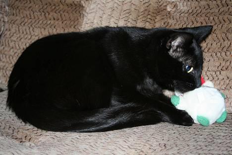 Blanding af racer Blackie - Åndssvag bamse... billede 17