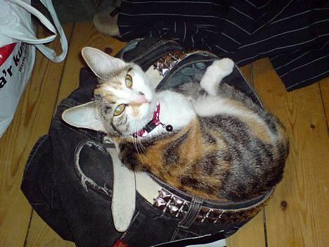 Huskat Akia - Jeg ligger og putter i fars bukser :-) billede 10