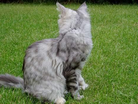 Maine Coon DK Brogrens´s Zion - Se mine fine farver. billede 11