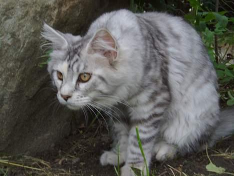 Maine Coon DK Brogrens´s Zion - Mon det er en mus??? billede 12