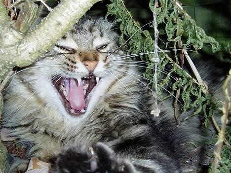 Maine Coon DK Lykkens Marcel - Gaaaaab... billede 11