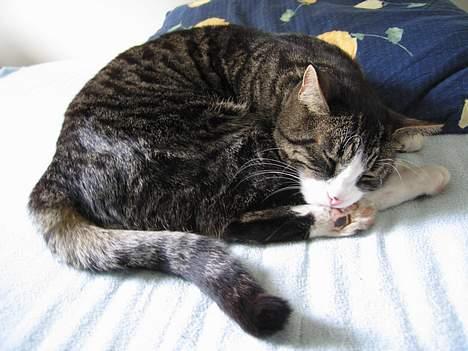 Huskat Nuller billede 6