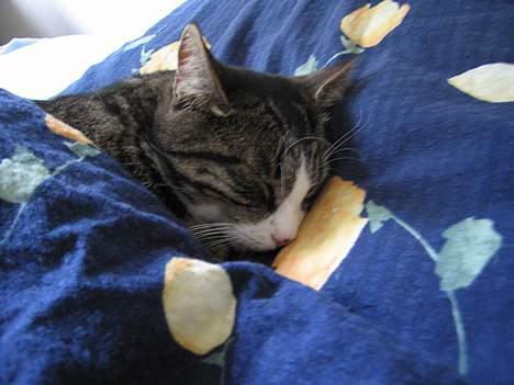 Huskat Nuller - Ahh her ligger man jo godt ! billede 7