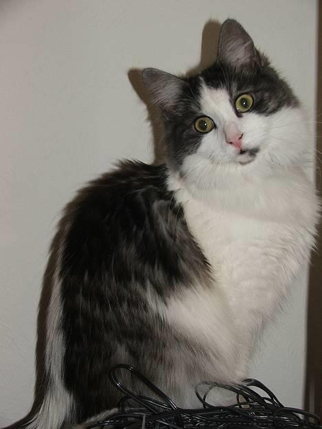 Blanding af racer Galatea - prinsessen på troene ;)  januar 2007 billede 6