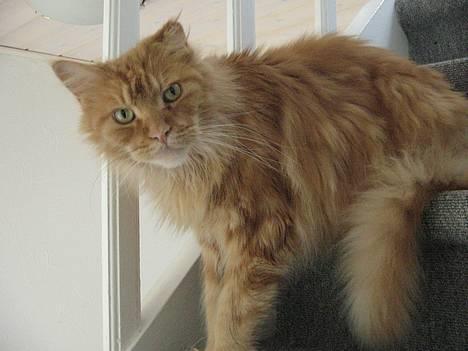 Maine Coon Diablo - Er jeg bare ikke sød,  billede 1