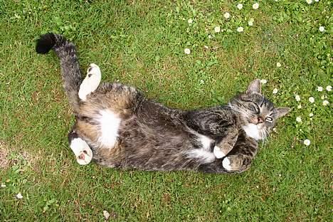 Huskat Tim - super kælen han kat.... kan man være mere skøn elsker dig min hankat....kys... billede 1