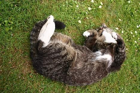 Huskat Tim - NÅÅÅÅRRRRR hvor er han dog bare herlig min måbbedig hehe..det er hans kæle navne ja han er faktisk næsten altid kælen..<3<3<3 billede 2