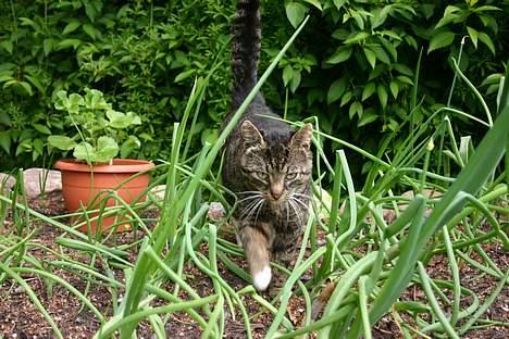 Huskat Tim - måske er min kat ikke en tiger der jager for føden, men han er en fantastik god jager han kan bare ikke fange de fede duer i haven hehe... billede 3