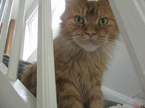 Maine Coon Diablo billede 2