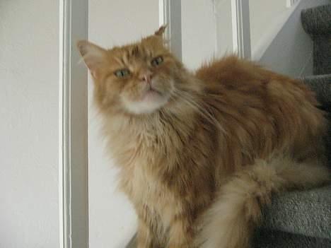 Maine Coon Diablo billede 3