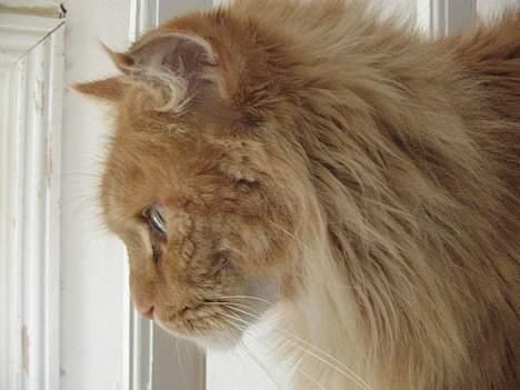 Maine Coon Diablo billede 4