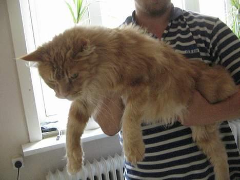 Maine Coon Diablo billede 5