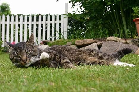 Huskat Tim - ^^ ...katte med kæmpe øre er bare dejlige men min kat er bare endnu dejliger hihi... ^^ billede 4