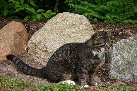 Huskat Tim - her sider han og venter på at der kommer en og nuser ham hihi... billede 5
