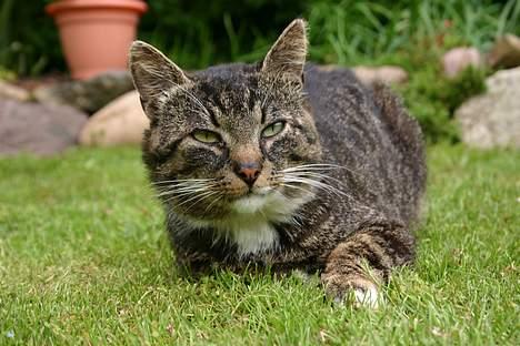 Huskat Tim - her ligger han i haven og nyder solen... hygge putte<3<3 billede 6