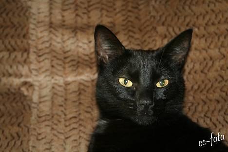 Blanding af racer Blackie - *NYT* Lidt lækker har man vel lov til og være. billede 18