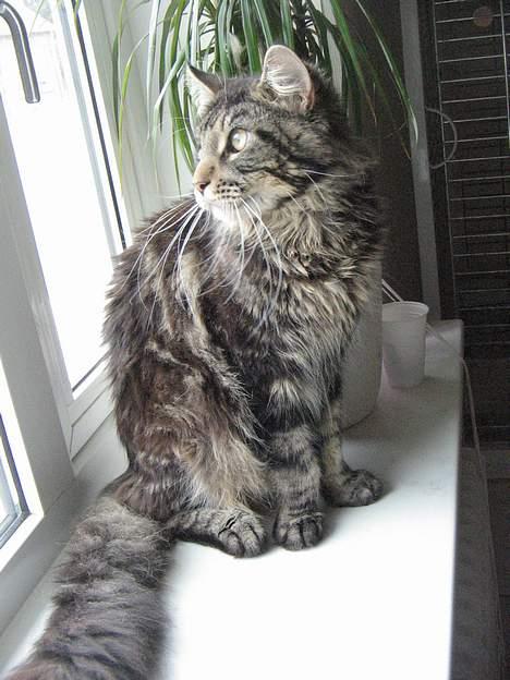 Maine Coon Futte - Futte på hans ynglingsplads i vindues karmen billede 1