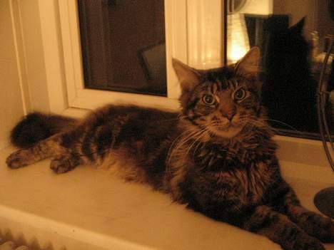 Maine Coon Futte billede 2
