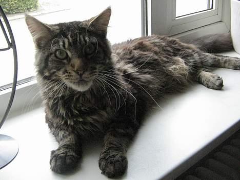 Maine Coon Futte billede 3