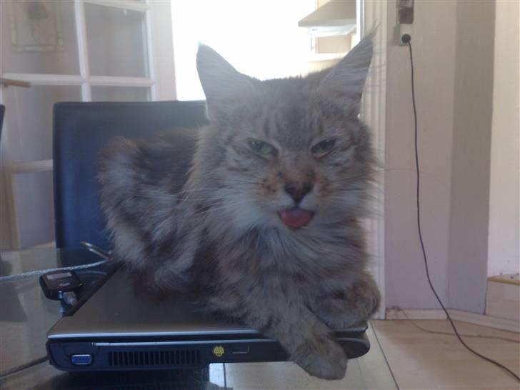 Maine Coon prisilla - Her er mig og min lille pige inden hun flyttede hjemmefra. billede 1