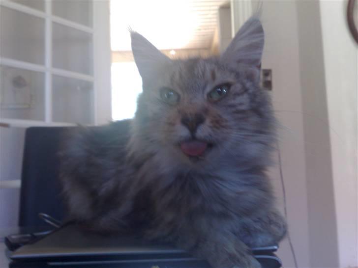 Maine Coon prisilla - Mor, far og datter... billede 2