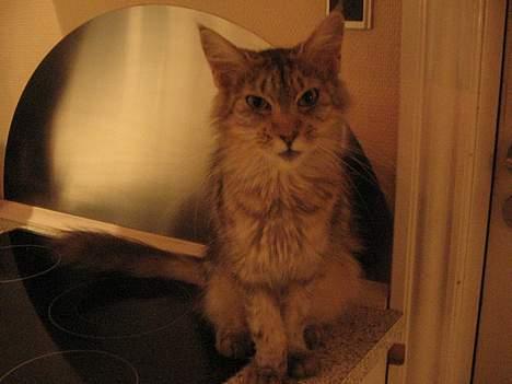 Maine Coon prisilla - Prisilla.. billede 3