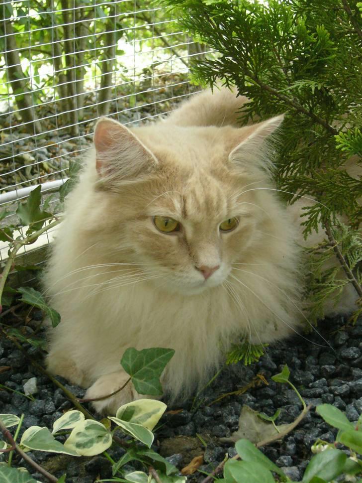 Maine Coon Percy - Im the king of the world billede 1