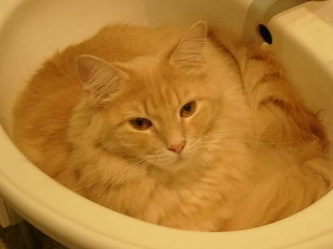 Maine Coon Percy - Mor siger jeg ligner noget der er smeltet ned i vasken... hvad syns du? billede 2