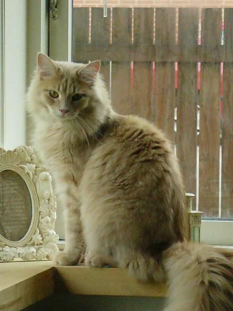 Maine Coon Percy - sikke en stor verden udenfor billede 3