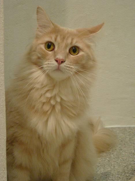 Maine Coon Percy - hey moar.... finder du ikke lige en kit bit til mig? billede 4