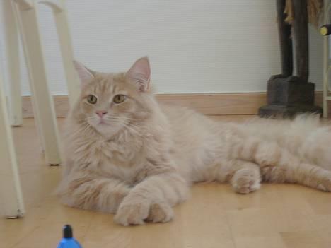 Maine Coon Percy - ahhhhhhhh, har bare total styr på det billede 5