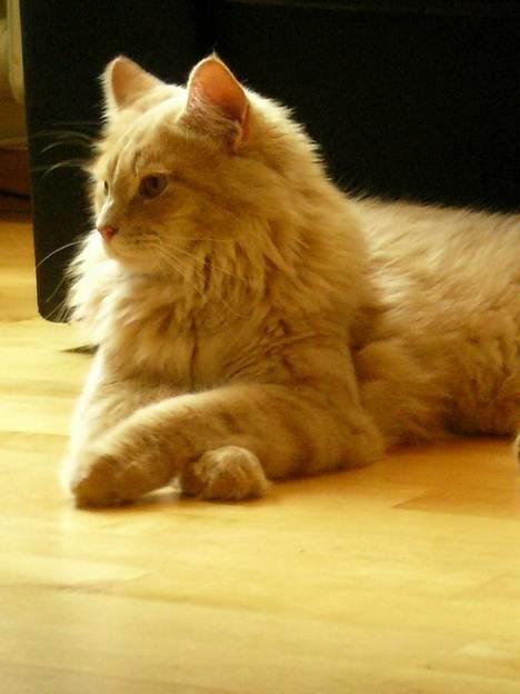 Maine Coon Percy - og så lige et fra siden... ja taaak billede 6