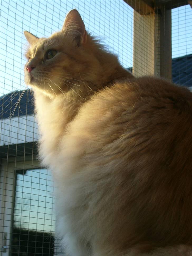 Maine Coon Percy - mig ude i vores dejlige løbegård... jubiii billede 8