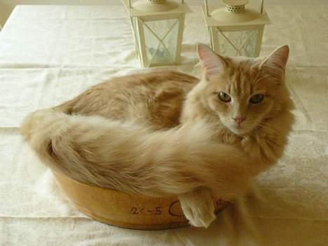 Maine Coon Percy - ja, jeg kan liiiiige være heri endnu billede 10