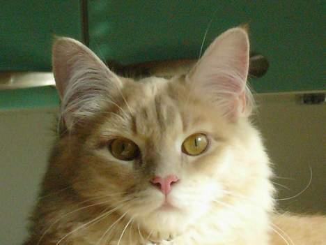 Maine Coon Percy - How you doing billede 11