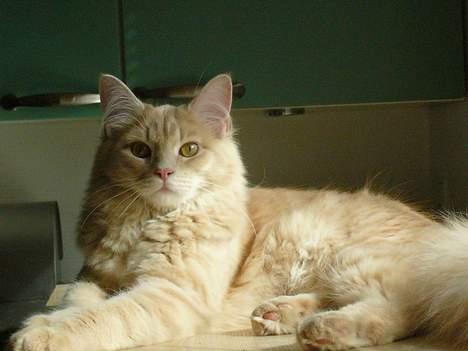 Maine Coon Percy - der gasses på køkkenbordet! billede 12