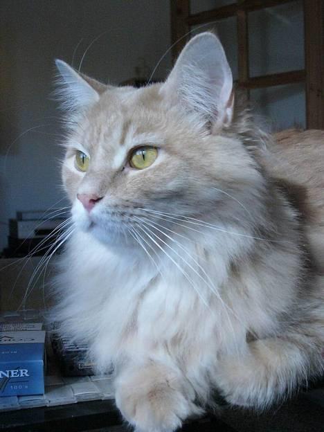 Maine Coon Percy - hva hmmm.... billede 13