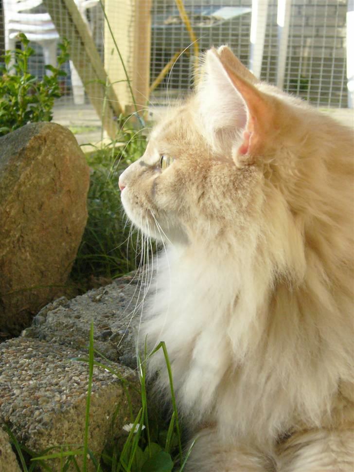 Maine Coon Percy - solen er så stor mor... billede 14