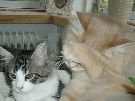 Maine Coon Percy - kuk kuk walther... kan du finde mig? Eller gider du ikke og lege? billede 15