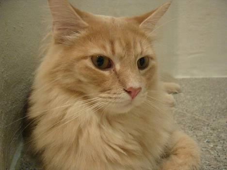 Maine Coon Percy - hey baby - skal vi dele en kop kattemælk? billede 16