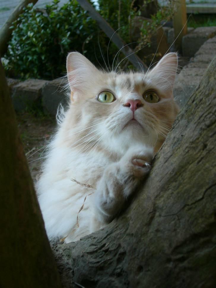 Maine Coon Percy - Miavvv... billede 17