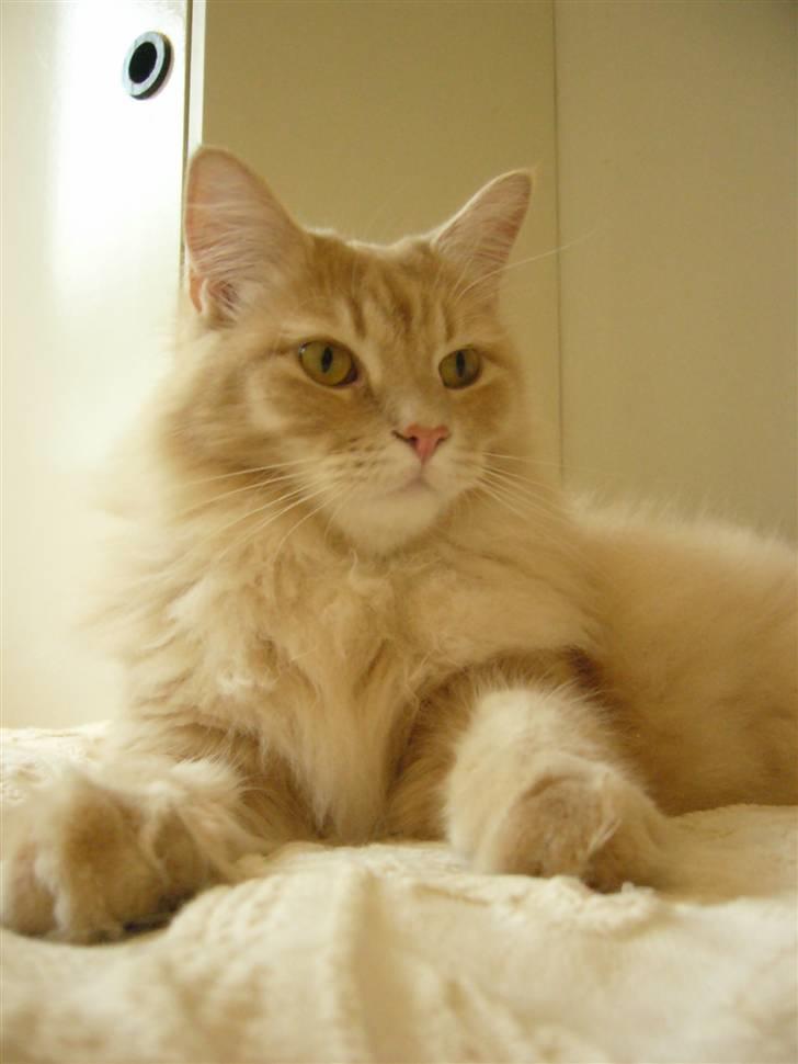 Maine Coon Percy - Smukke Percy billede 18