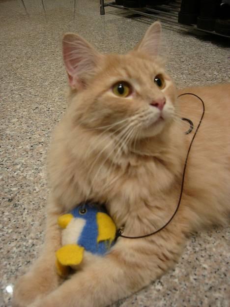 Maine Coon Percy - ahhhh det er nu godt at lege lidt... billede 19