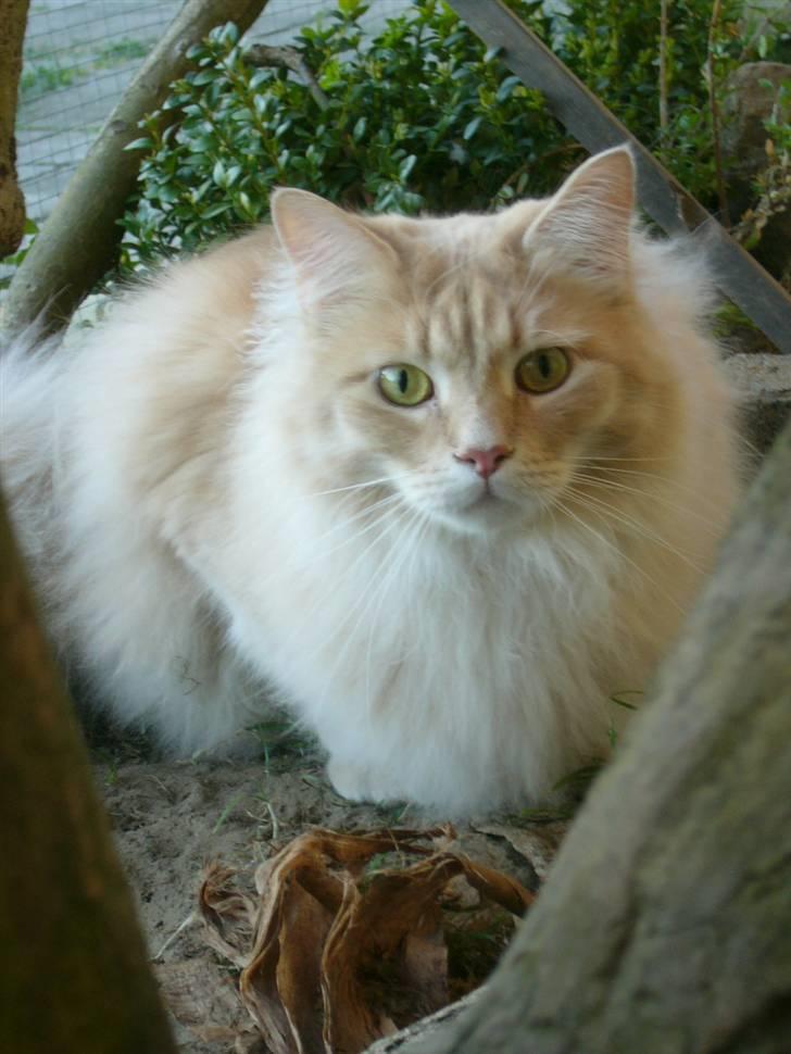Maine Coon Percy - Ja, det er så mig igen thi hi billede 20