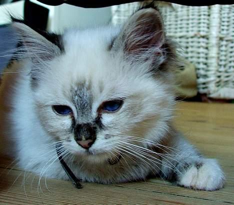 Hellig Birma Astaire ***Drøm sødt ;´(  billede 19