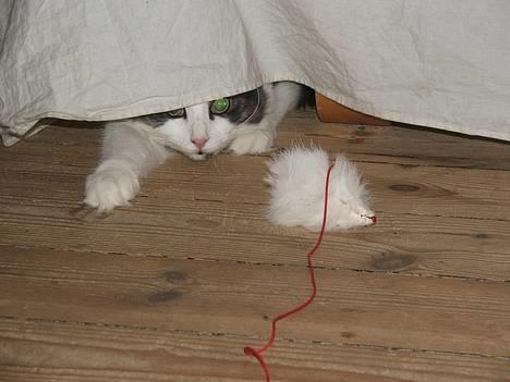 Blanding af racer Galatea - skal vi lege... var var var var... !!!! :D  Januar.2007 billede 9