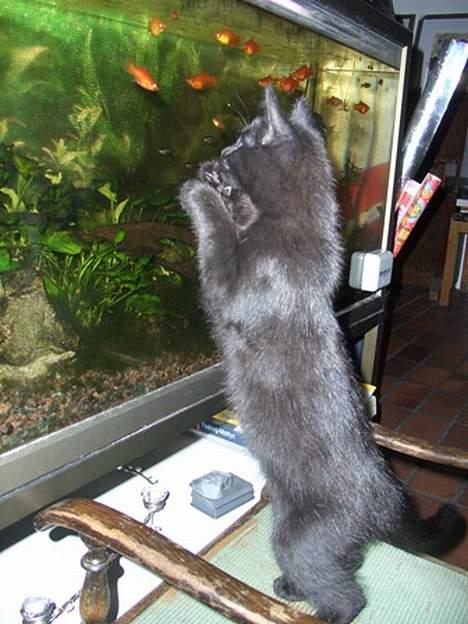 Blanding af racer Olivia - Olivia fanger en farvestrålende frokost :D billede 11