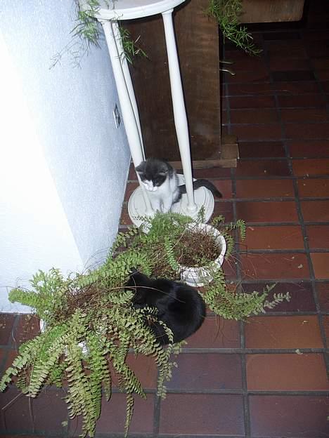 Blanding af racer Olivia - Silke og Olivia leger gemme xD billede 12