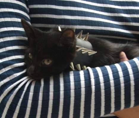 Blanding af racer Olivia - Min Rocker-miz xD billede 14