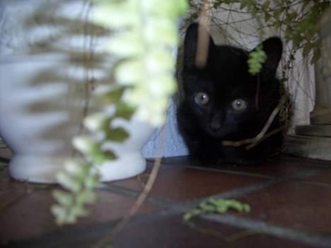 Blanding af racer Olivia - Panteren i sin lille jungle xD billede 15